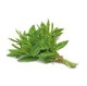 basil leaves - fresh